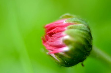 Téléchargez les photos : Pink flower bud macro image blurred - en image libre de droit