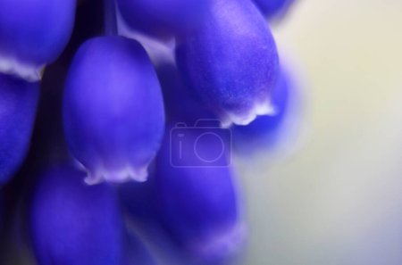 imagen macro muscari azul con efecto difuminado