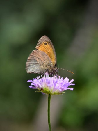 Téléchargez les photos : Macro image d'un papillon sur une fleur gros plan - en image libre de droit