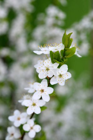 branch of blooming cherry tree with white petals and green leaves close-up