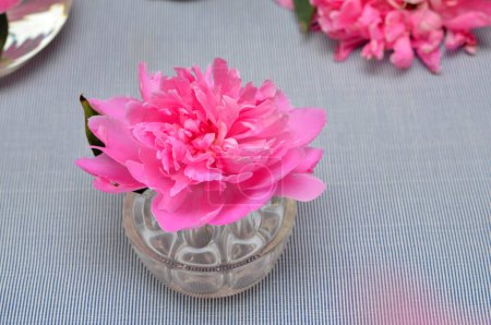 pink peony flower in glass rosebowl closeup