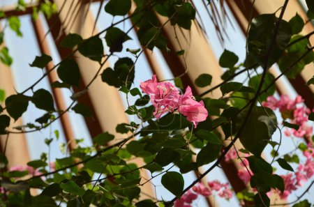 blühende Bougainvillea-Zweige mit rosa Blüten im Gewächshaus