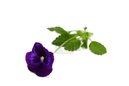 purple pansy flower isolated on white background close up
