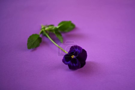 pansy flower macro image in purple tones