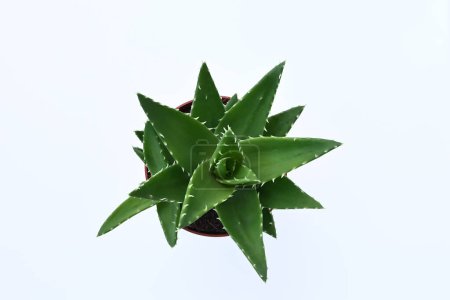 fresh green prickly leaves plants flat lay on a white background