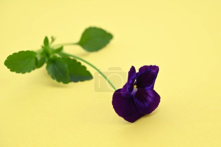 fresh bright pansy flower on yellow background