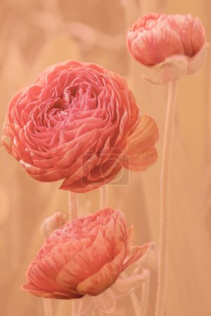 Photo for Flowers and buds of apricot-colored ranunculus on stems on a background of apricot crush color. Delicate floral background in the trend color of 2024. - Royalty Free Image