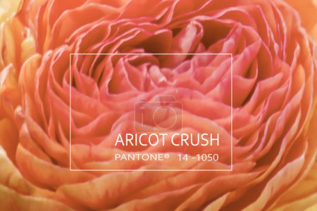 Photo for Blurred background of beautiful lines of petals of an open ranunculus flower in the color of 2024 apricot crush, top view, close up. - Royalty Free Image