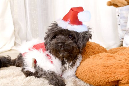 Foto de Un divertido perro divertido de la raza Bichon en un traje y sombrero de Santa Claus con una nariz mojada posa sobre una manta esponjosa. Tarjeta de felicitación con un lindo animal. - Imagen libre de derechos