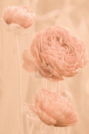Flowers and buds of apricot-colored ranunculus on stems on a background of apricot crush color. Delicate floral background in the trend color of the year 2024 peach fuzz