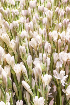Photo for Floral spring background from buds and opening flowers of a perennial plant of the genus Polyantes of the subfamily Agave family Asparagus Tuberose. Flower for cosmetology. - Royalty Free Image