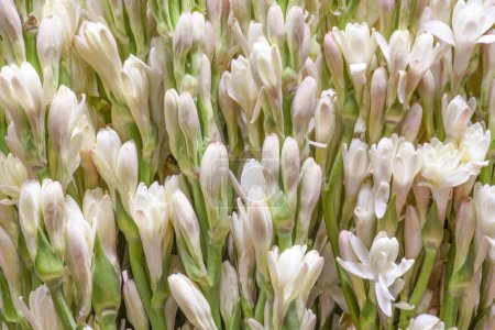 Photo for Floral spring background from buds and opening flowers of a perennial plant of the genus Polyantes of the subfamily Agave family Asparagus Tuberose. Flower for cosmetology. - Royalty Free Image