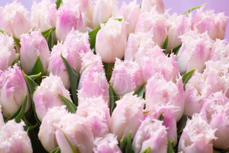 Patrón de fondo floral de primavera de delicados tulipanes rosados inusuales con un borde tallado para el Día de la Madre de la Mujer. Vender flores como regalo.