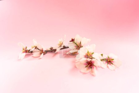Floral spring background from flowers and branches of almonds in peach fuzz tones and pink. Gift card, screensaver, mockup for presentation of cosmetics, selective focus