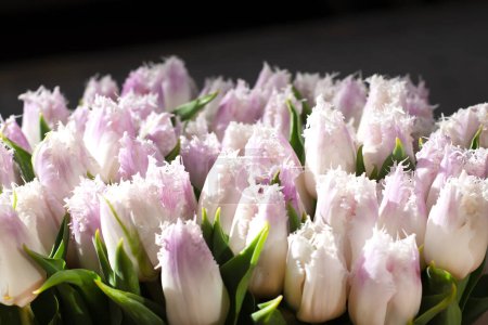 Frühlingshintergrund aus zarten, ungewöhnlichen Tulpen mit geschnitztem Rand auf einem schwarzen Schaufenster zum Frauentag. Blumen als Geschenk verkaufen. Foto mit der Kamera