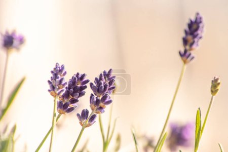 Delicate floral spring background of lavender flowers close-up blooming in spring in Europe,pastel colors.