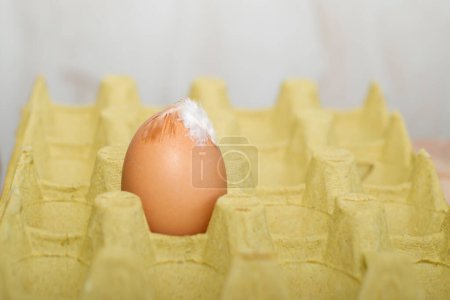 Huevo con una pluma en una bandeja de transporte de papel de cartón, primer plano. Embalaje para huevos de Pascua. Escasez de huevos, escasez de proteínas, almacenamiento vacío, suministro reducido