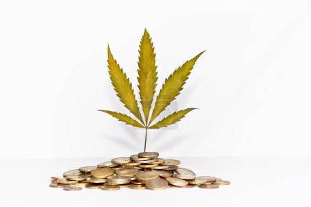 Cannabis-Blatt wächst aus einem Haufen Euro-Goldmünzen. Bareinkünfte, Vermögen aus dem Verkauf von Marihuana-Produkten. Legalisierung des Anbaus und Verkaufs von Hanf