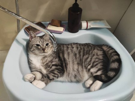Hauskatze lächelt, liegt im Waschbecken des Badezimmers zwischen Pflegeartikeln. Kümmert euch um euer Haustier. Lustiges Tier