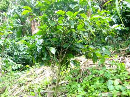 Coffee tree covered with green fruits on a plantation. Fruit-bearing plants in the tropics. Coffee growing. Tropical plant