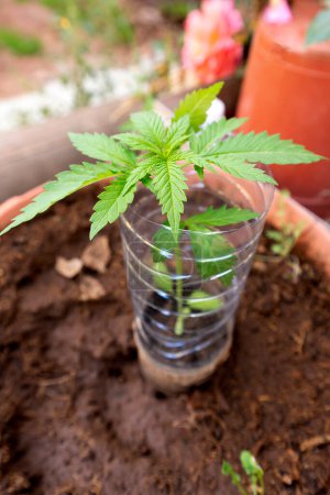 Junge Marihuanapflanze in einem Topf aus nächster Nähe. Anbau von Rauschgiftpflanzen. Legalisierung von Cannabis.