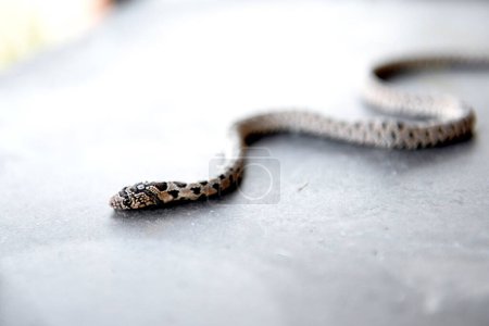 A small poisonous snake viper crawls along a concrete surface, Close-up.