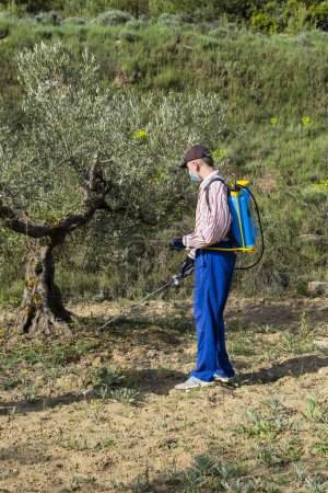 Jeune agriculteur pulvérisant de l'herbicide dans un champ d'oliviers. Bargota, Navarre, Espagne, Europe.