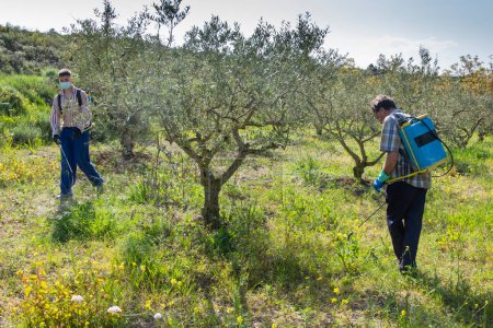 Deux agronomes pulvérisant de l'herbicide dans un champ d'oliviers. Bargota, Navarre, Espagne, Europe.