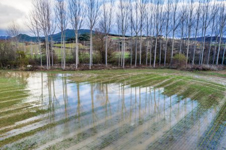 Luftaufnahme eines Ackerlandes, das in der Nähe eines Pappelhains überflutet wurde. Murieta, Navarra, Spanien, Europa.