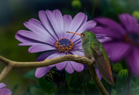 Hummingbirds are native beings of almost all ecosystems, temperate forests, humid jungles, deserts, even in the highest and most mountainous peaks of the entire American continent.
