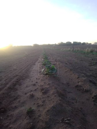 preparación de la tierra para plantar en Argentina con tractores.El surco de arado es la línea más recta que se puede dibujar en la tierra, con la que se escribe el futuro de Argentina.