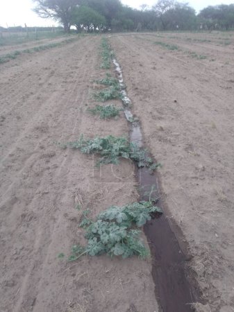 preparación de la tierra para plantar en Argentina con tractores.El surco de arado es la línea más recta que se puede dibujar en la tierra, con la que se escribe el futuro de Argentina.