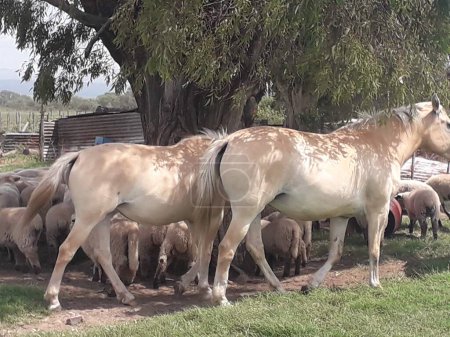 Pferde sind in Argentinien so kostbare Tiere, dass sie sogar als Haustiere gehalten werden und bei allen Aufgaben, die sie ausführen, hoch geschätzt werden. Ihre Pflege hängt von der Funktion ab, die Sie ausüben.