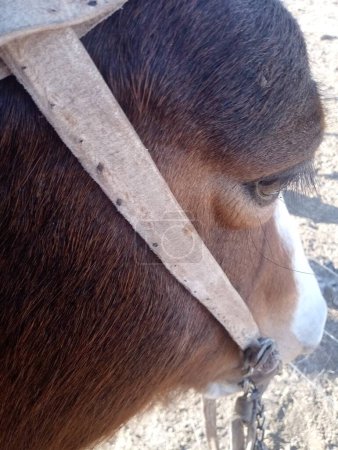 Rassen argentinischer Pferde, vom Rennpferd bis zum Pferd, das für die Feldarbeit verwendet wird. Pferde sind in Argentinien sehr kostbare Tiere, so dass sie sogar als Haustiere gehalten werden und bei allen Aufgaben, die sie ausführen, hoch geschätzt werden..