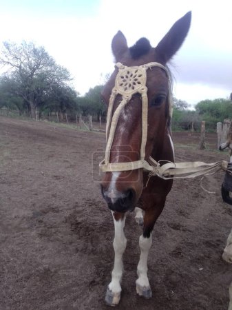 breeds of Argentine Horses from race horses to horses used for work in the field.Horses in Argentina are very precious animals to the point that they are even kept as pets and are highly valued in all the tasks they perform.