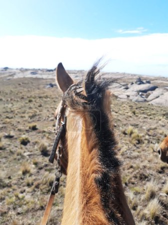 Rassen argentinischer Pferde, vom Rennpferd bis zum Pferd, das für die Feldarbeit verwendet wird. Pferde sind in Argentinien sehr kostbare Tiere, so dass sie sogar als Haustiere gehalten werden und bei allen Aufgaben, die sie ausführen, hoch geschätzt werden..