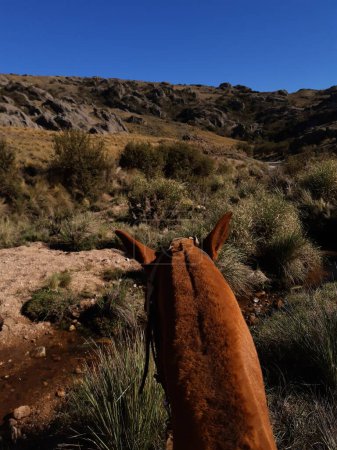 races de chevaux argentins, des chevaux de course aux chevaux utilisés pour le travail sur le terrain.Les chevaux argentins sont des animaux très précieux au point qu'ils sont même gardés comme animaux de compagnie et sont très appréciés dans toutes les tâches qu'ils effectuent..