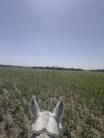 Téléchargez les photos : Visite des fermes et des champs argentins, qui reflète que la charrue est le symbole de l'Argentine, etLa charrue est l'avenir de l'Argentine elle-même. - en image libre de droit