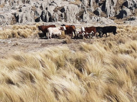 Téléchargez les photos : Visite des fermes et des champs argentins, qui reflète que la charrue est le symbole de l'Argentine, etLa charrue est l'avenir de l'Argentine elle-même. - en image libre de droit