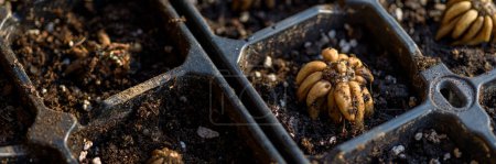 Photo for Ranunculus asiaticus or persian buttercup. Presoaked ranunculus corms planted in a propagation tray. Ranunculus corms, tubers or bulbs. - Royalty Free Image