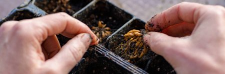 Photo for Ranunculus asiaticus or persian buttercup. Woman planting presoaked ranunculus corms into a seed tray. Ranunculus corms, tubers or bulbs. - Royalty Free Image