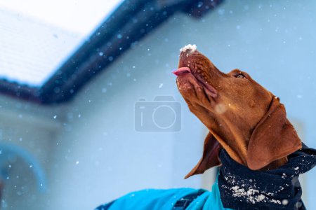 Playful vizsla dog sticking tongue out and eating snow. Beautiful vizsla dog wearing blue winter coat enjoying snowy day outdoors.