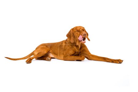 Piękny węgierski pies vizsla pełnej długości portret studyjny. Pies leżący liżący usta na białym tle.