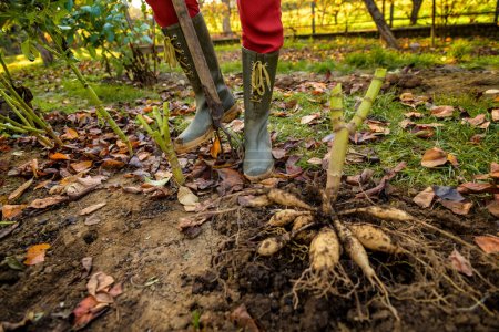 Photo for Woman digging up dahlia plant tubers using pitchfork, preparing them for winter storage. Autumn gardening jobs. Overwintering dahlia tubers. Lifting dahlia tubers. - Royalty Free Image