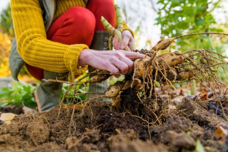 Woman digging up dahlia plant tubers, cleaning and preparing them for winter storage. Autumn gardening jobs. Overwintering dahlia tubers.