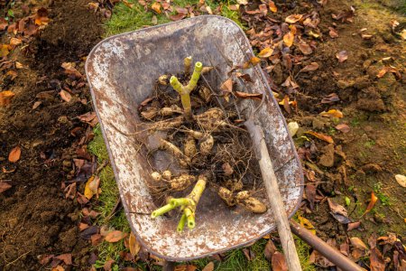 Photo for Wheelbarrow with freshly lifted dahlia tubers ready to be washed and prepared for winter storage. Autumn gardening jobs. Overwintering dahlia tubers. - Royalty Free Image