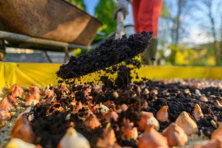 Photo for Planting tulip bulbs in a raised bed during sunny autumn afternoon. Adding compost to flowerbed. Growing tulips. Fall gardening jobs background. - Royalty Free Image