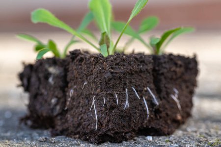 Téléchargez les photos : Cultiver des semis étatiques dans des blocs de sol. L'élagage à l'air signifie que les racines initiales se dessèchent légèrement et arrêtent leur croissance vers l'extérieur, ce qui stimule le développement secondaire des racines. - en image libre de droit