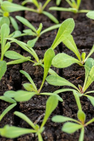 Statice seedlings in soil blocks. Soil blocking is a seed starting technique that relies on planting seeds in cubes of soil rather than cell trays or pots. 