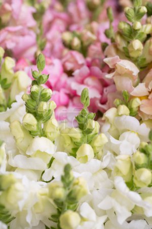 Beautiful pastel colored snapdragons. Snaps close up. Various colors snapdragon flowers background.
